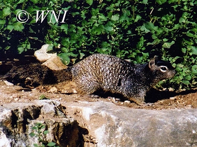 Spermophilus variegates, Rock Squirrel